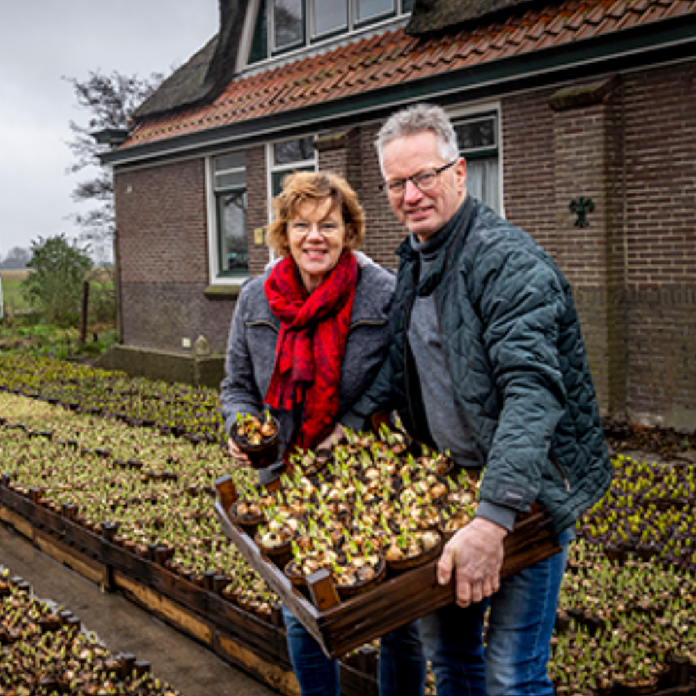 Huiberts Biologische Bloembollen